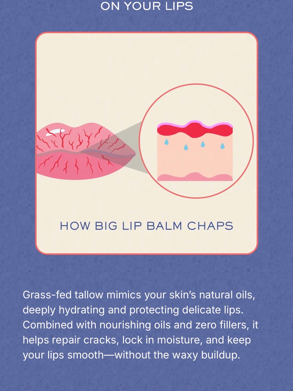 LAVENDER TALLOW LIP BALM GRASSFED TALLOW CHAPSTICK NWT - Picture 8 of 10